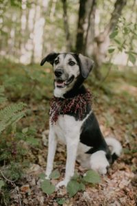 Door County micro backyard wedding vintage Wisconsin dog