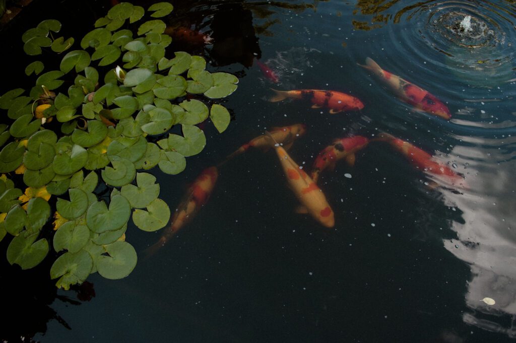 fish in pond at Villa Terrace wedding venue